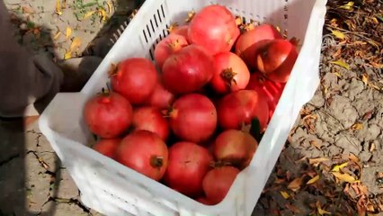 Narda fiyat da verim de arttı - ANTALYA
