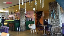 Tayvan'daki kafenin müşterileri alpakalar eşliğinde vakit geçiriyor