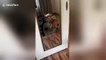 Dog can't believe his eyes when he sees himself in the mirror for the first time