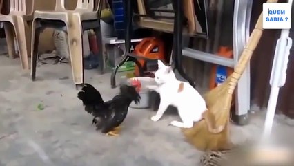 Animal fights Can a honey badger win a fight with a wolverine