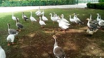 Geese in the park