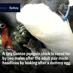 Eşcinsel penguenler bebek sahibi oldu, yavruya dönüşümlü bakıyorlar