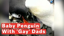 'Gay' Penguin Couple Become Parents After Hatching First Foster Chick