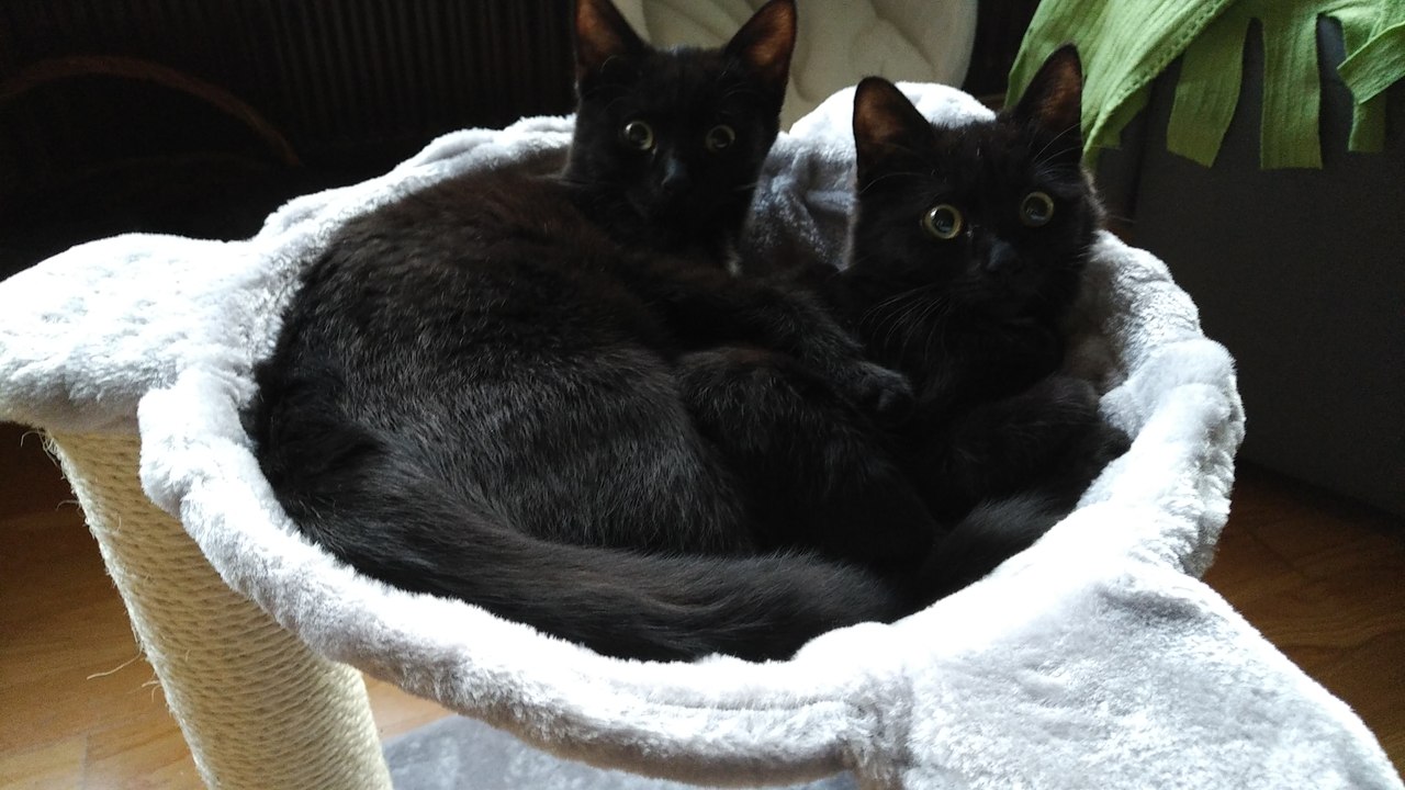 Buffy & Kira - Fire & Ice