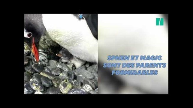 Ce couple de pingouins mâles élève un bébé ensemble