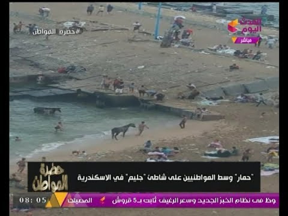 "سيد علي" تعليقا على صورة "حمار على شواطئ جليم في الإسكندرية": "الجو بقي ملعوب فيه!!!"