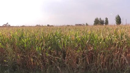 Mısıra Destek Üreticileri Sevindirdi - Şanlıurfa