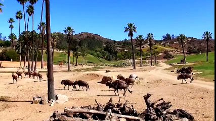 Saving Animals with Frozen DNA | NBC News for Universal Kids | Universal Kids