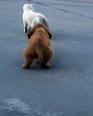 Un chiot tente de suivre un chaton