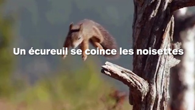 Un écureuil se coince les bijoux de famille entre deux planches de bois !