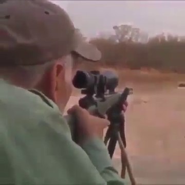 Un chasseur abat un lion alors qu'il faisait sa sieste dans la savane