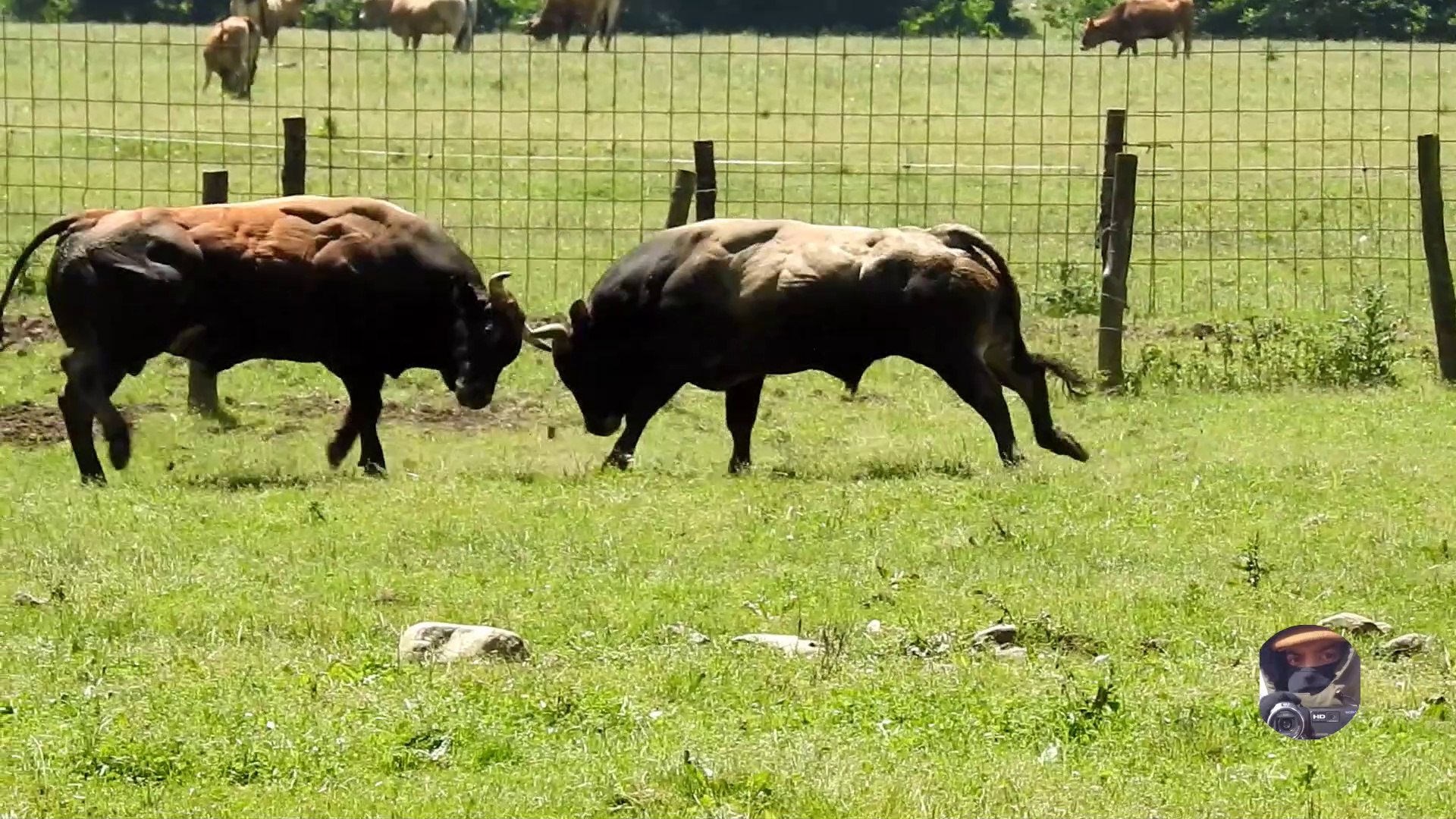 Bull fights another bull in Spain