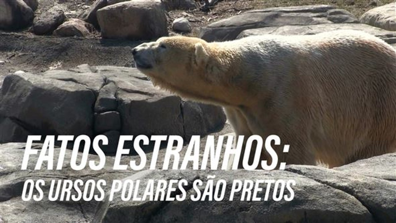 Os ursos polares têm a pele preta