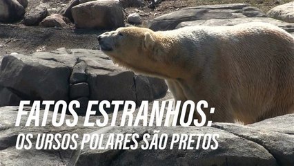 Os ursos polares têm a pele preta