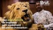 En Afrique, des chasseurs abattent des lions enfermés