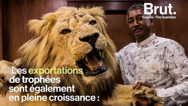 En Afrique, des chasseurs abattent des lions enfermés