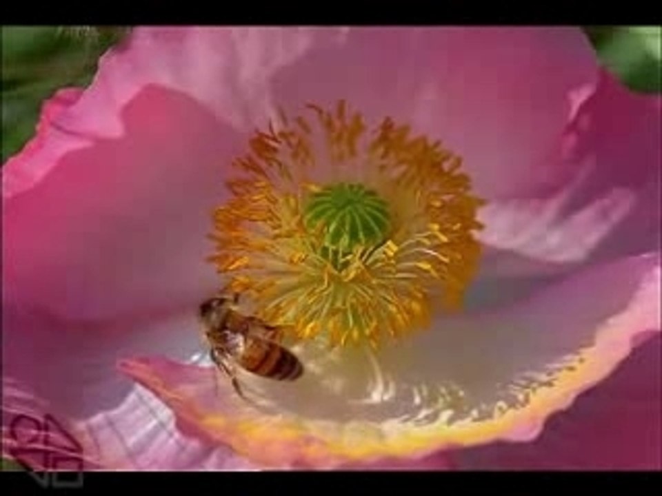 Edén [Una película corta sobre las plantas florecientes]