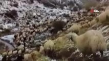 Erzincan'da Etkili Olan Kar Yağışı Nedeniyle Koyun Sürüleri Yaylada Mahsur Kaldı
