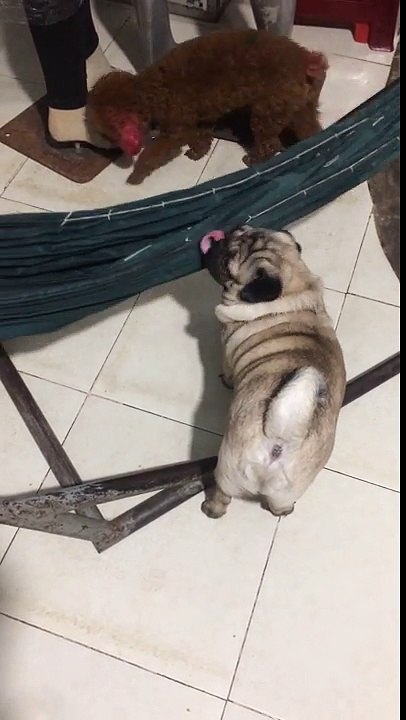 Un chien dans un hamac