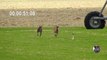 Greyhound VS Hare racing 2:02 minutes, the hare wins