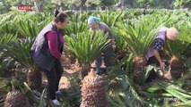 Dünyanın dört bir yanından bitki topladı, Urla'da botanik bahçesi kurdu