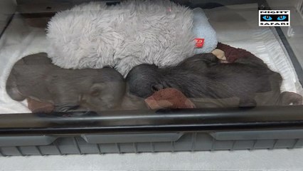 Türü tehlike altında olan ayı yavruları, annelerinden oyuncakla korunuyor