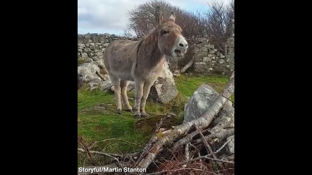 Donkey Serenading Somebody