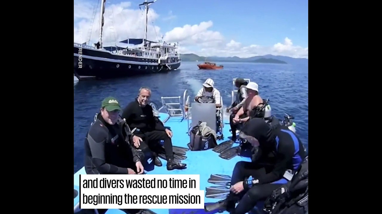Divers Free Family Of Whale Sharks From Net
