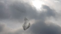 Swirling swarm of birds mesmerises villagers in Krasnodar Region