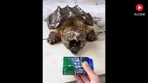 Cette tortue serpentine peut broyer tout ce qu'elle veut : machoire surpuissante