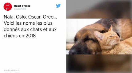 Nala, Oslo, Oscar, Oreo... Voici les noms les plus donnés aux chats et aux chiens en 2018.