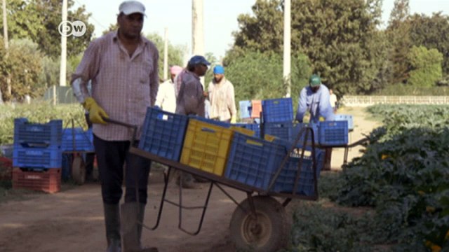 Italy: Exploitation of migrant farm workers | DW English