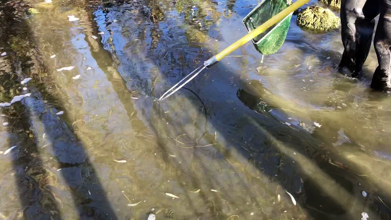 Les pêcheurs agissent pour sauver les poissons prisonniers du Doubs asséché