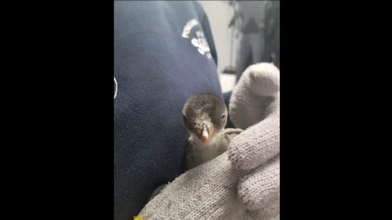 Homo-Pinguine Magic und Sphen umsorgen ihren Nachwuchs