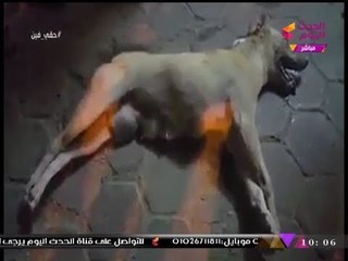 Télécharger la video: فيديو (+18).. 