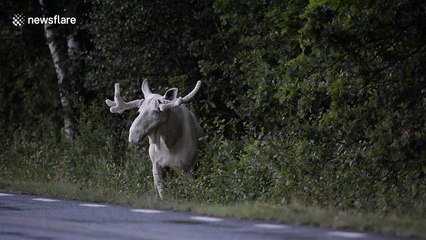 Rare footage of stunning white moose filmed in Sweden