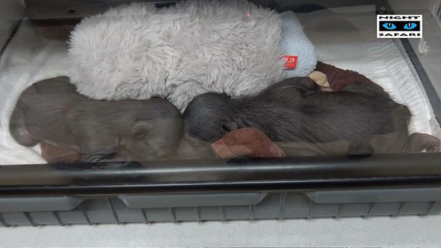 Dos osos perezosos, muchos cuidadores, un objetivo