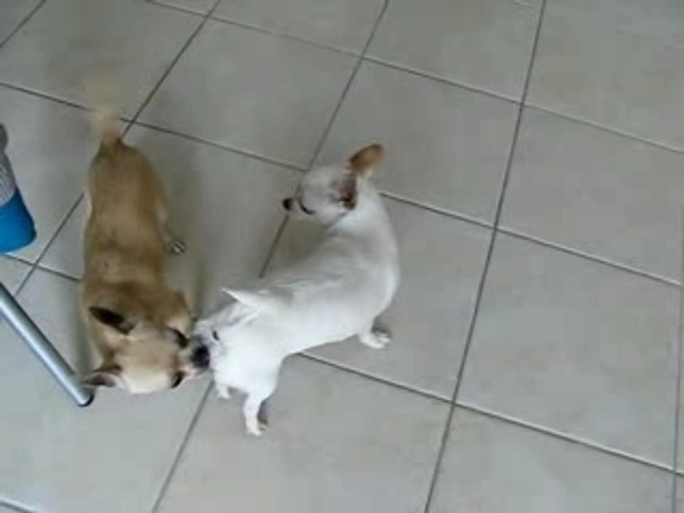 archie veut se faire la gnotte