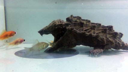 Regardez la technique de chasse de cette tortue serpentine qui se fait passer pour un rocher... efficace