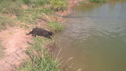 Ce chat est un bon pecheur... hop un poisson