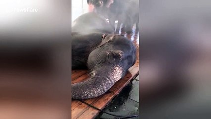 Little boy scrubs circus elephant's feet