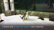 Pareja de pingüinos machos incubaron huevo juntos