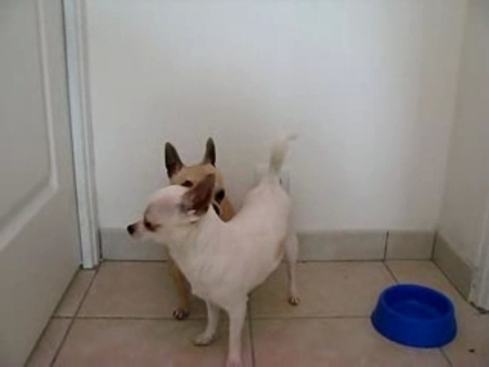 archie veut monter Bianka