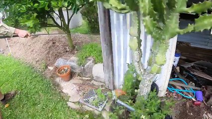 Massive Eastern Brown Snake in a Shed