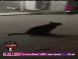 جدال بين عبد الناصر زيدان ومصطفي عبد الخالق بسبب الحيوان الظاهر أمام خزينة الزمالك: قطة أم فأر؟!