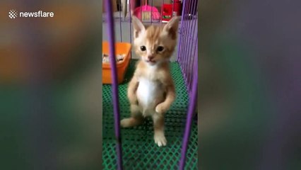 Kitten stands on two legs like a human