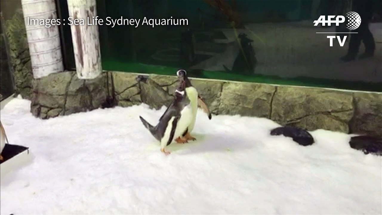 Un couple de pingouins mâles couve et élève un petit