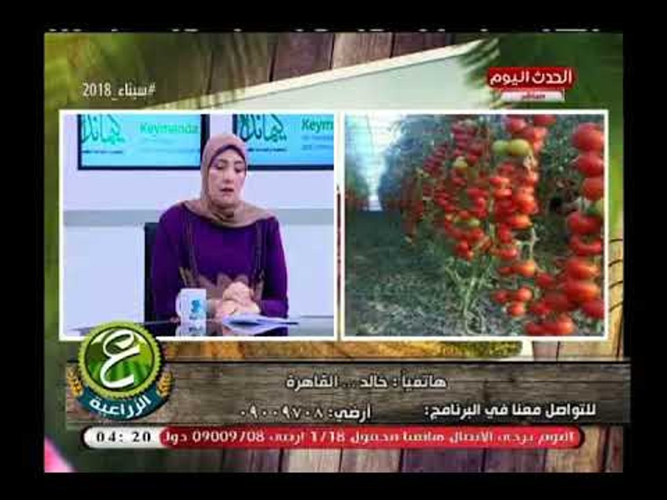 متصل يفجر كارثة عن خلطة مبيدات للقضاء على سوسة الطماطم ويؤكد تقضي على الانسان وتسبب السرطان