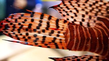 Japanese Street Food - LIONFISH Avocado Stir Fry Sashimi Okinawa Seafood Japan