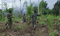 BNN dan TNI Musnahkan Ladang Ganja Seluas 5 Hektar